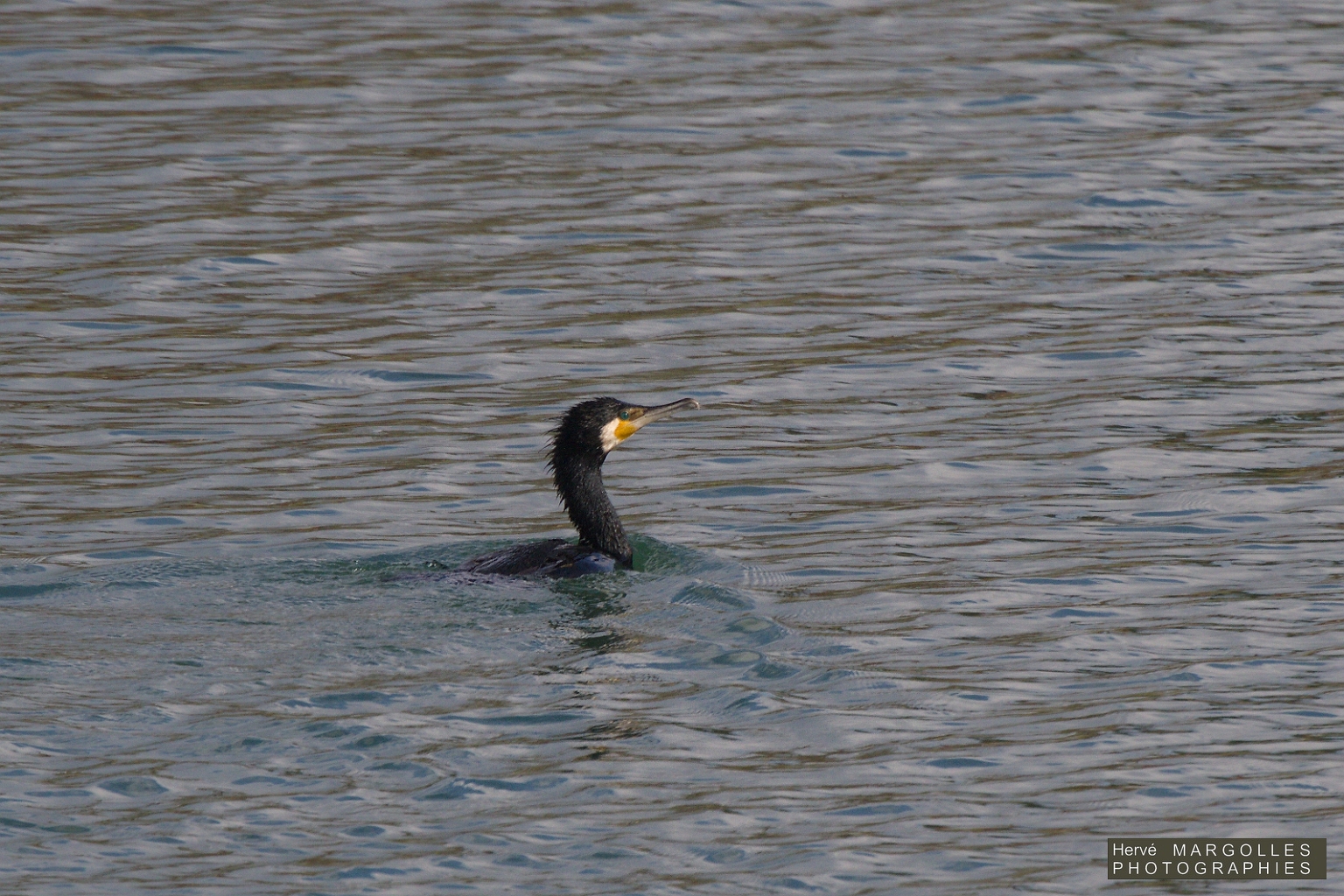 Grand Cormoran-04.jpg